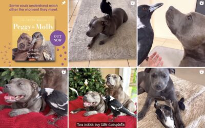 Molly the Magpie: from Facebook phenomenon to GoFundMe ploy