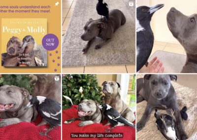 Molly the Magpie: from Facebook phenomenon to GoFundMe ploy