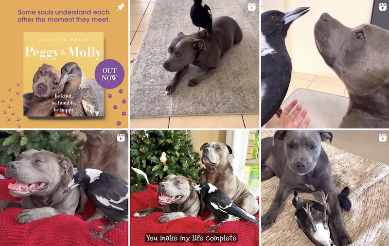 Instagram sensation, @peggyandmolly