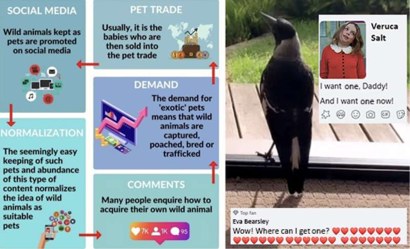 Vicious cycle: how internet trends drive the legally-dubious market in wild animals like Molly the Magpie (right). IMAGES: Social Media Animal CrueltyCoalition (SMACA, left) and Facebook