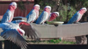 Monetary Galahs
