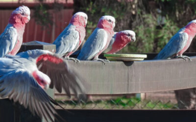 Ignore the galahs. The RBA should cut interest rates.