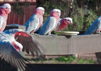 Ignore the galahs. The RBA should cut interest rates.