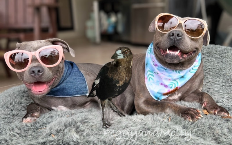 Molly and the dogs