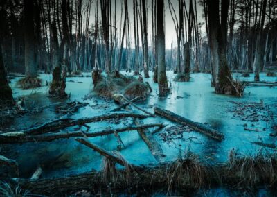 Peter Dutton’s DOGE: draining the swamp or making the swamp great again?
