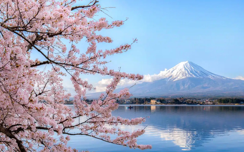 Japanese cherry blossom forecast