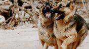 Dogs barking. Abbey Graves, Unsplash