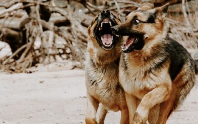 The curious case of the RBA dogs that didn’t bark 