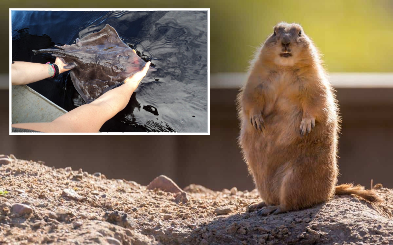Maugean skate groundhog day