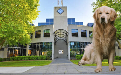 Corporate watch-puppy ASIC is all bark and no bite