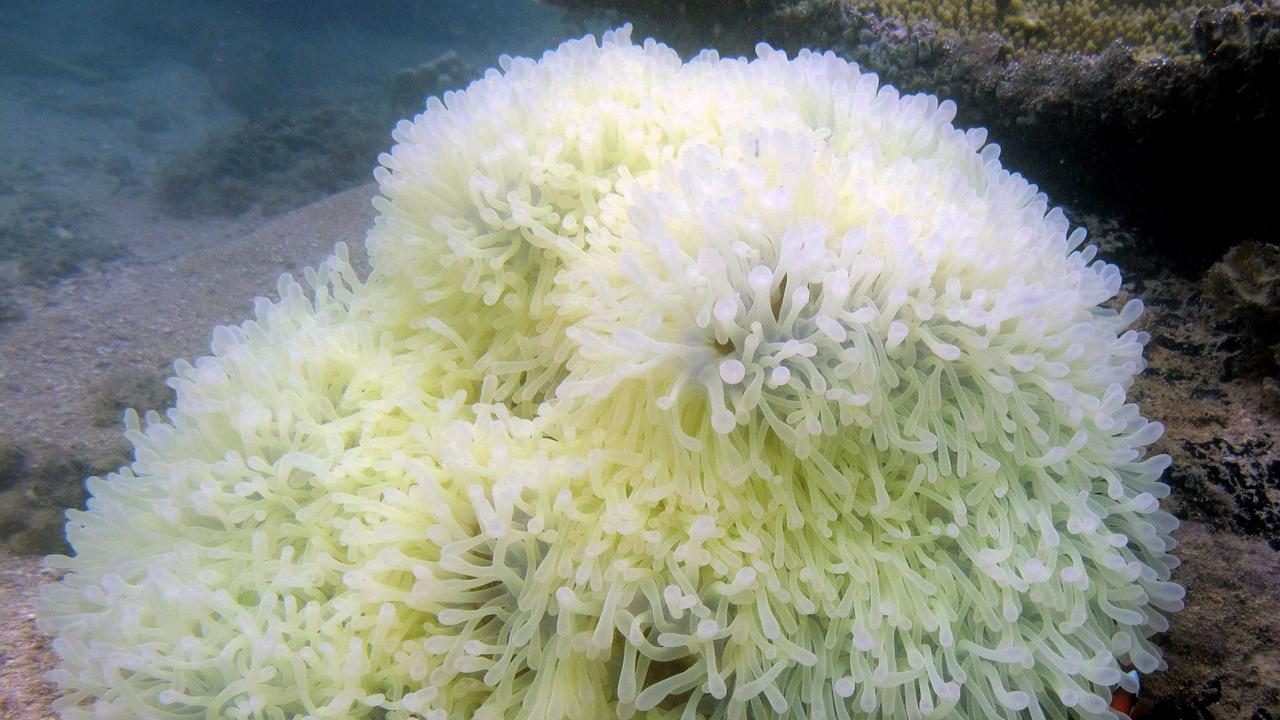 bleaching