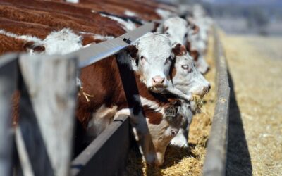Record forecast set for Australian production