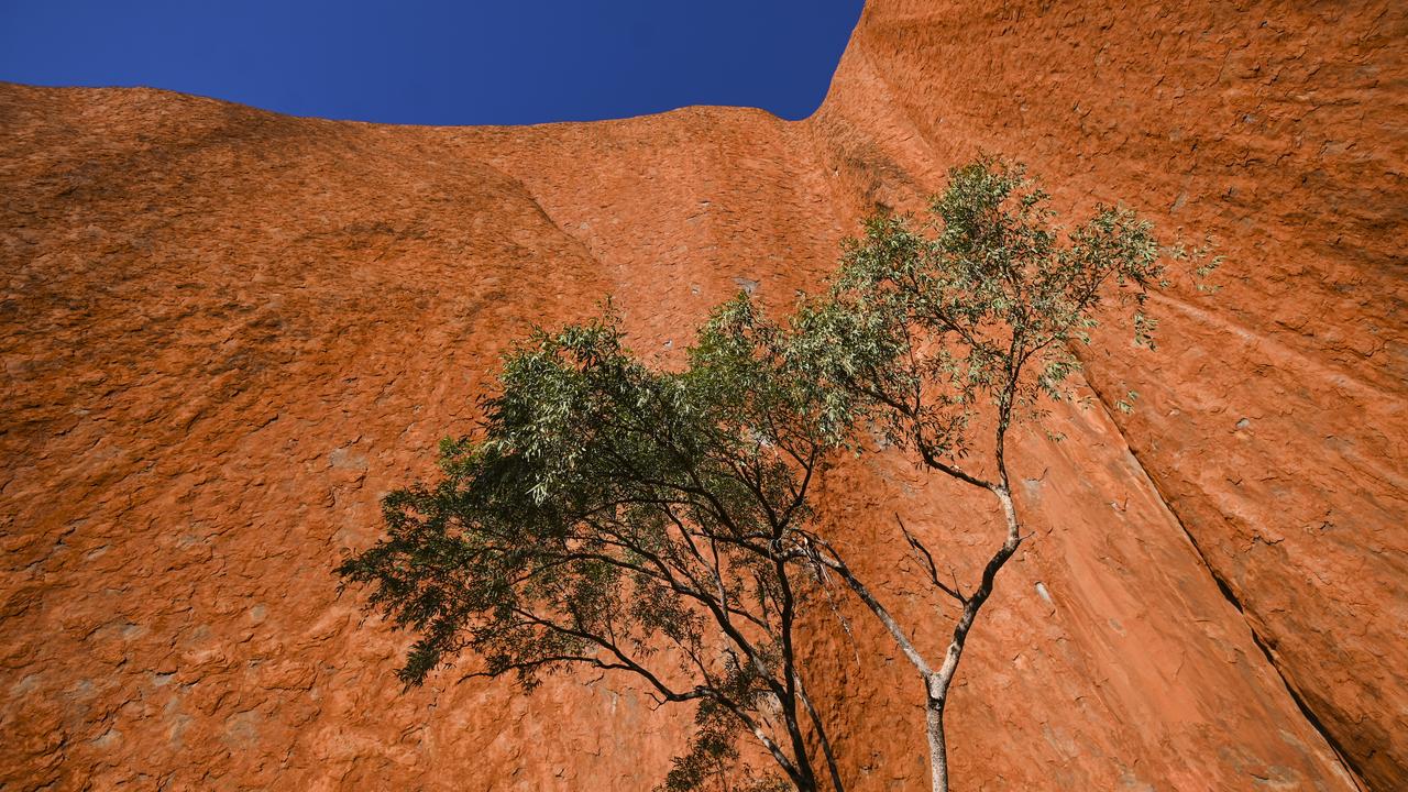 Tree at Uluru