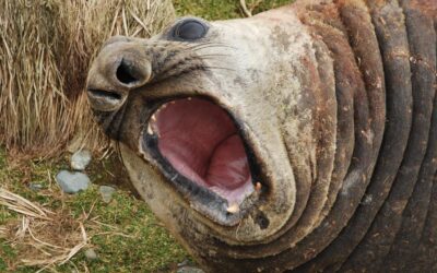 Seal deaths raise fears about nasty strain of bird flu