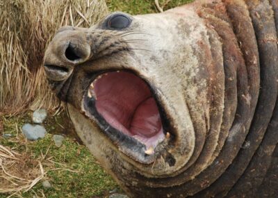 Seal deaths raise fears about nasty strain of bird flu