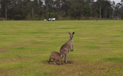 Work-from-roam. Transparency warrior Rex Patrick hits the road.