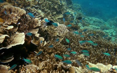 Time running out for ‘irreplaceable’ $95b reef