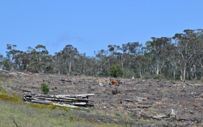 ‘No illusions’ Labor’s environmental reforms will pass