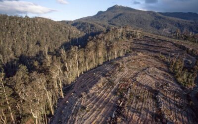 Dirty deal the death knell for forestry industry: Ley