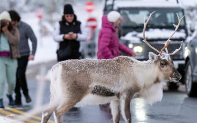 Runaway reindeer sparks emergency operation in UK