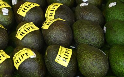 Avo go at this: Aussie exports fuel hopes for new year