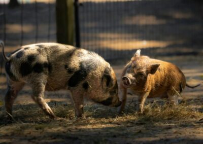 Forget “the rules”, pollies should get their snouts out of the travel trough