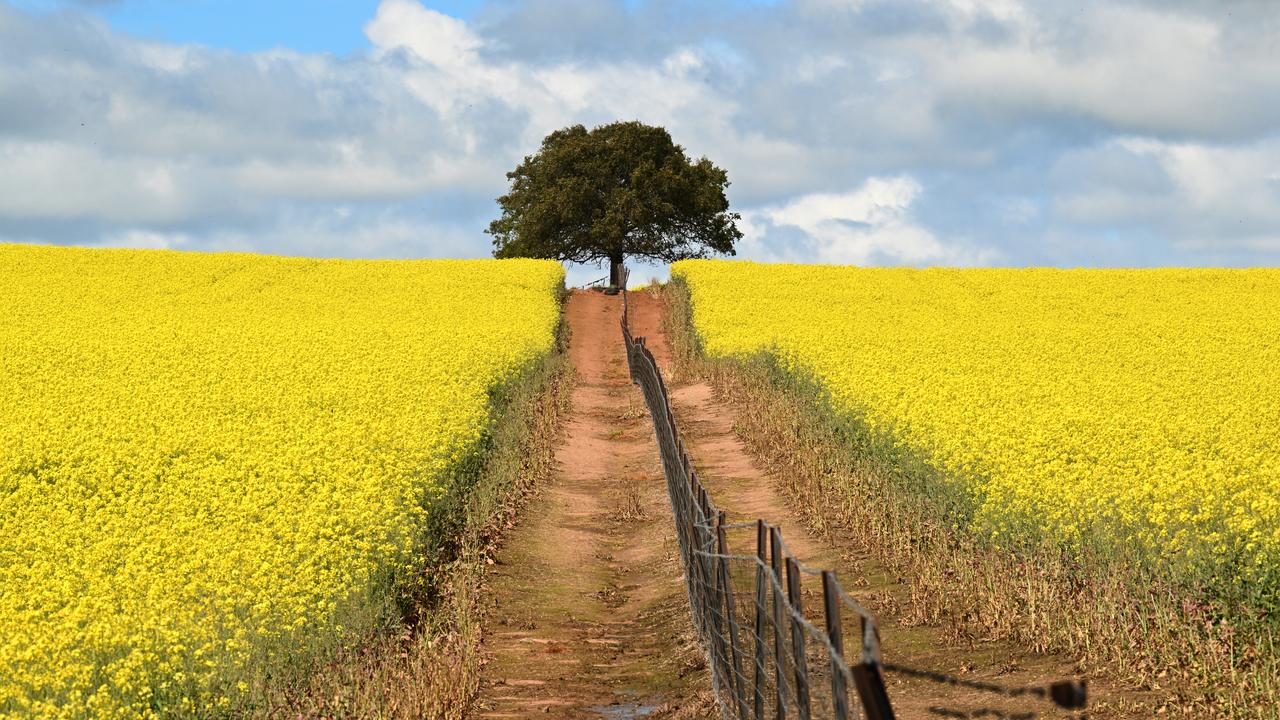 A field of canola crops (file image)