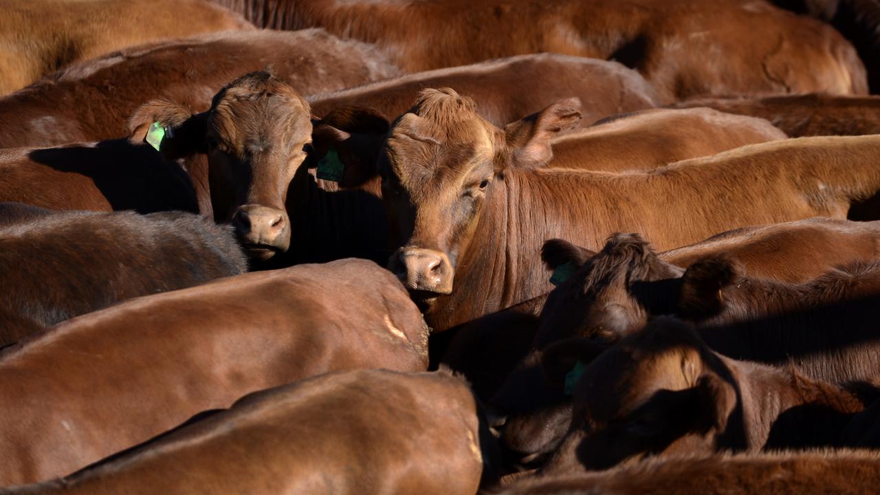 CATTLE YARDS FEATURE