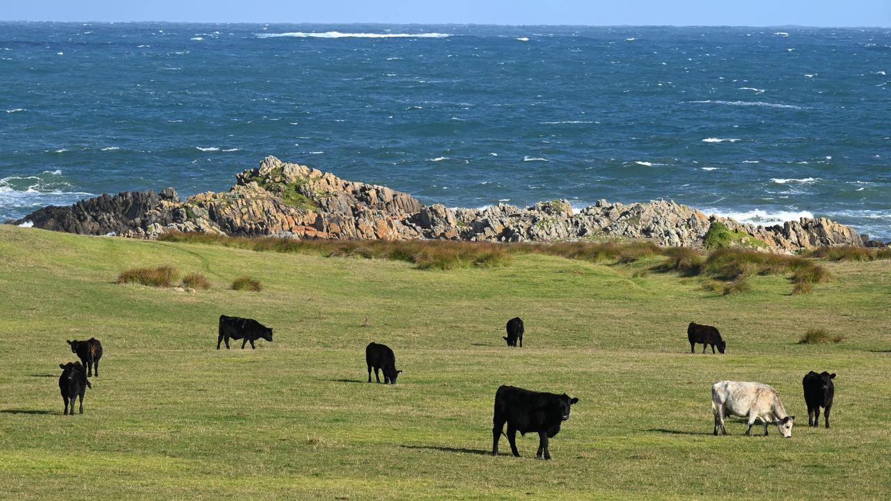 Cows on King Island