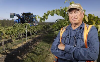 Wine and taxes: only one certainty for small producers