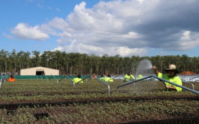 Carbon credits seeding next chapter of Tiwi forestry