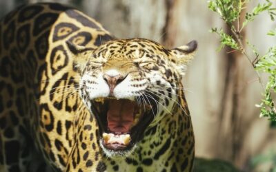 Leopards and their spots. Guiseppe’s dreams of ASX