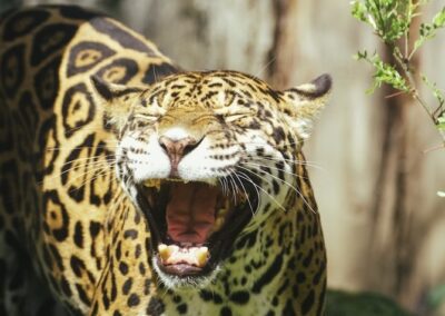 Leopards and their spots. Guiseppe’s dreams of ASX