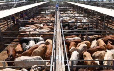 New locations sought for Aussie beef due to China levy
