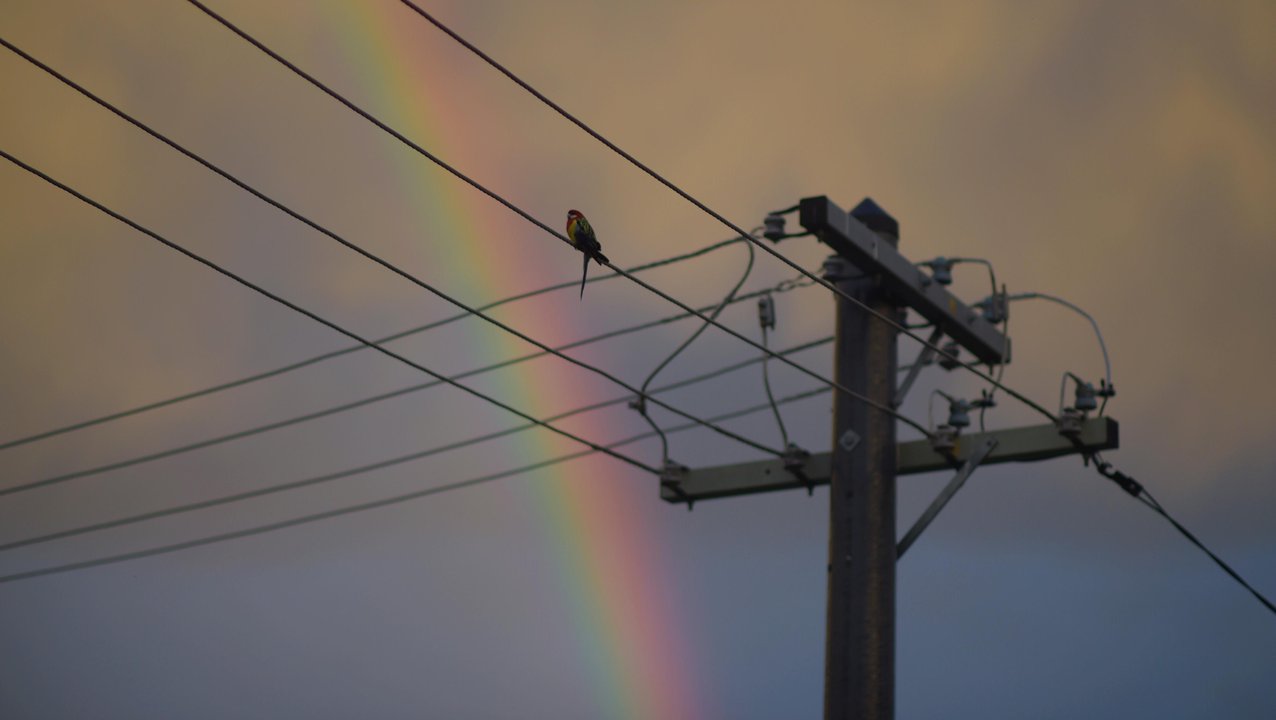 A bird sits on electricity wires (file image)
