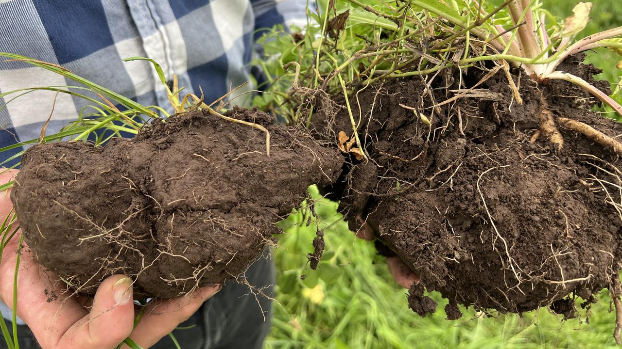 A sample of soil demonstrating the results of regenerative farming