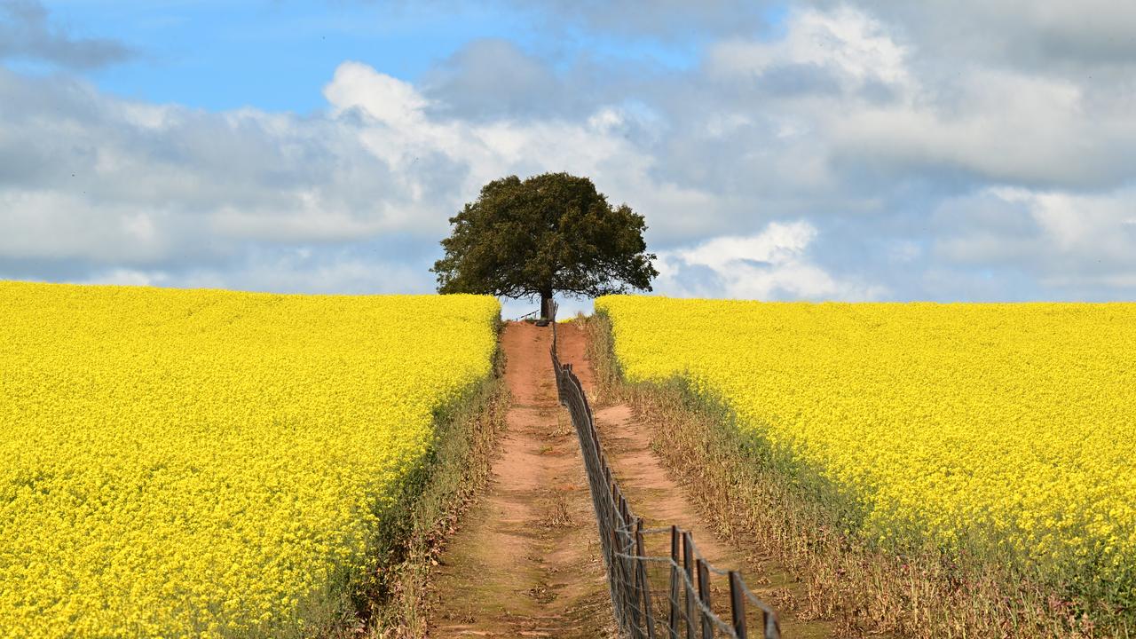 A file photo of a canola field