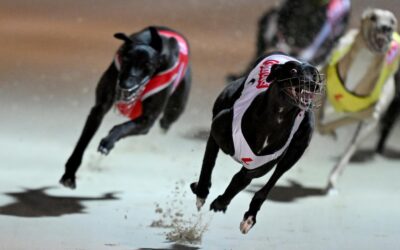 Gambling and welfare issues dog greyhound racing boons