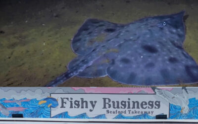 “Pack of Mongrels”. Politics beats extinction of Maugean Skate