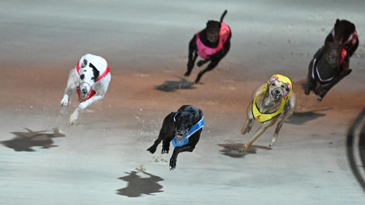 Greyhound racing dogs in action (file image)