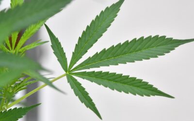 Scientists up-end mental health case for medical weed