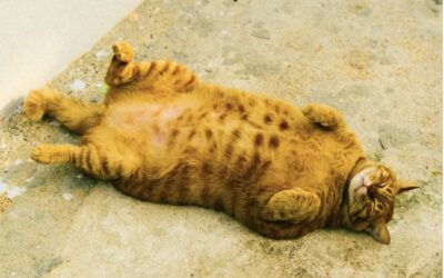 Bondi Beach bounty – $5000 a day