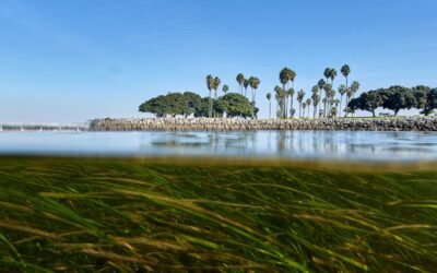 Turkey says COP31 will push for more global action