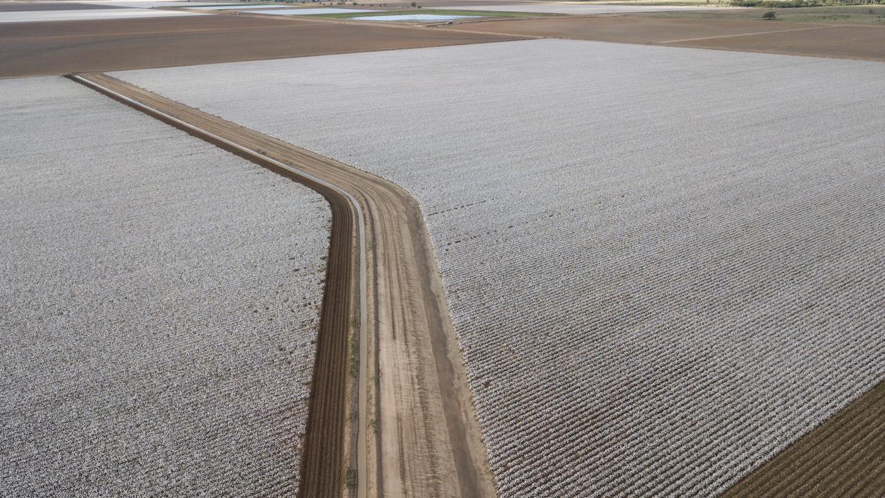 Cotton crop
