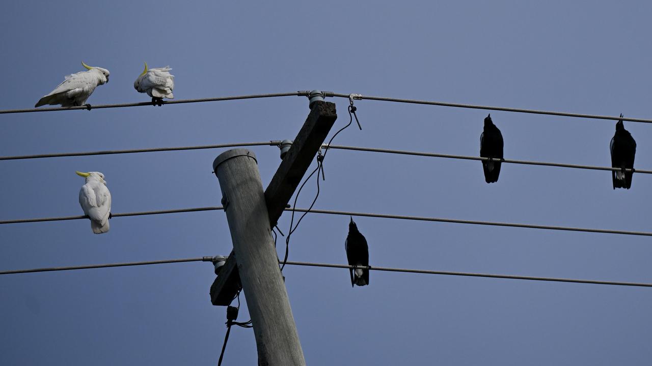 Birds perching on power lines (file image)
