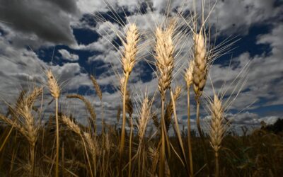 Global glut hits grain handler as farmers hold back