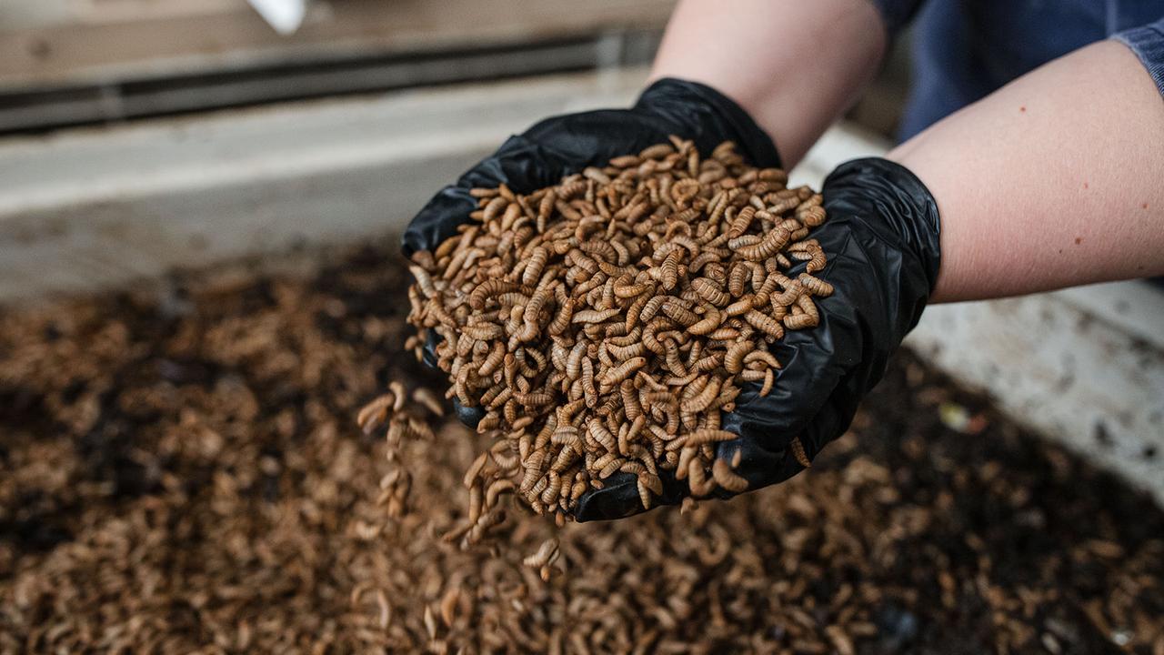 Black soldier fly larvae in Canberra, ACT