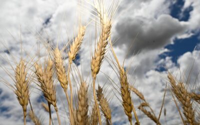 Farmers eye yield gains as fertiliser, fuel costs surge