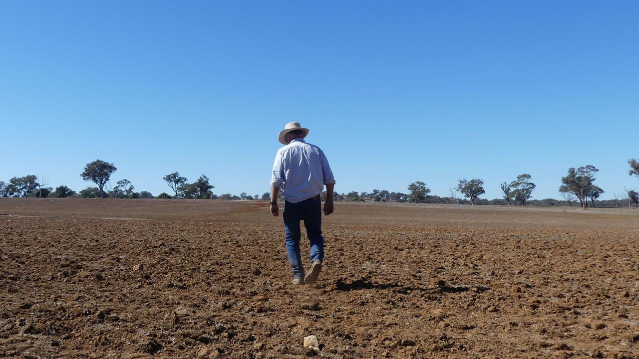 Farmer Dave Weston inspects a canola crop in central western NSW