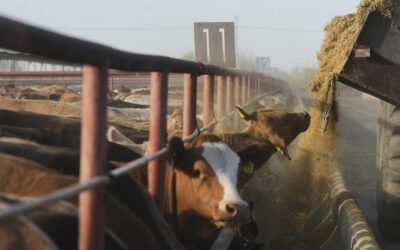 Flesh-eating cattle parasite screwworm spreading in US